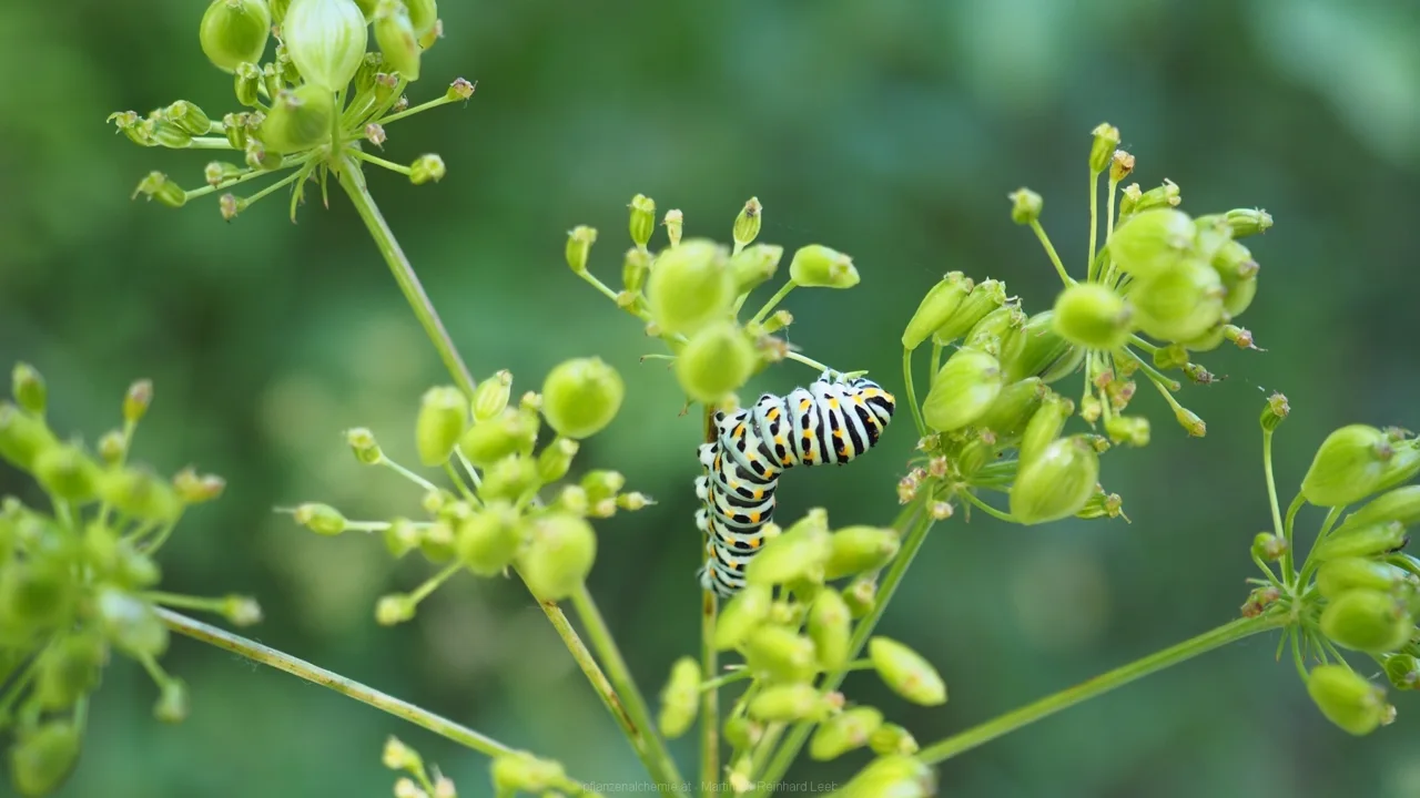 Raupe des Schwalbenschwanzes