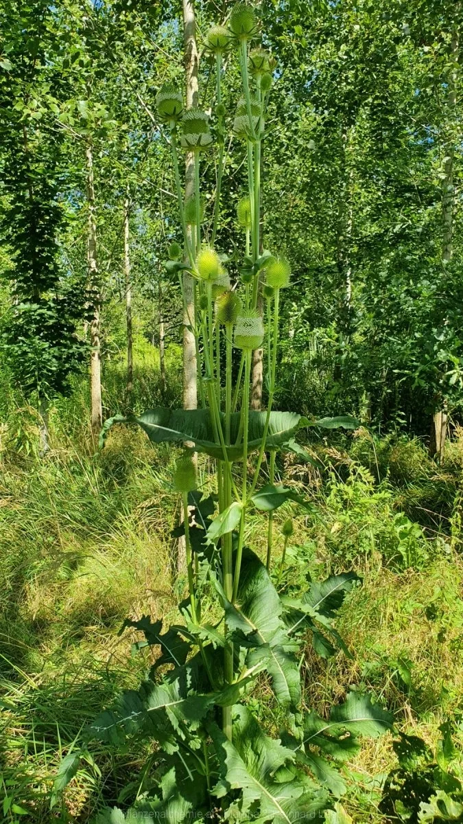 Schlitzblatt-Karde (Dipsacus laciniatus)