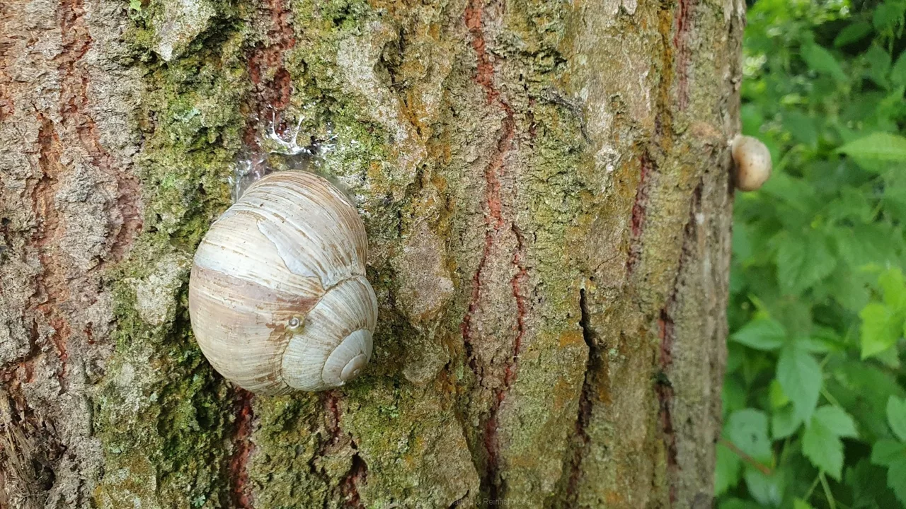 Weinbergschnecke (Helix pomatia)