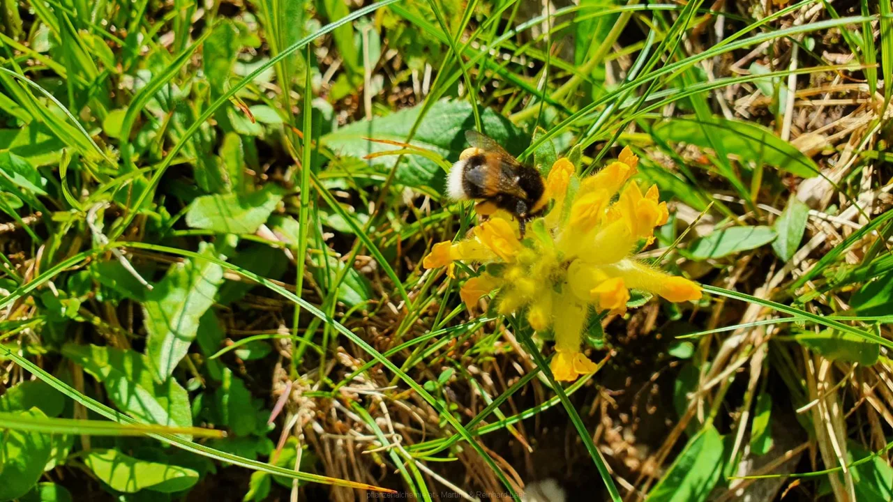 Echter Wundklee (Anthyllis vulneraria)