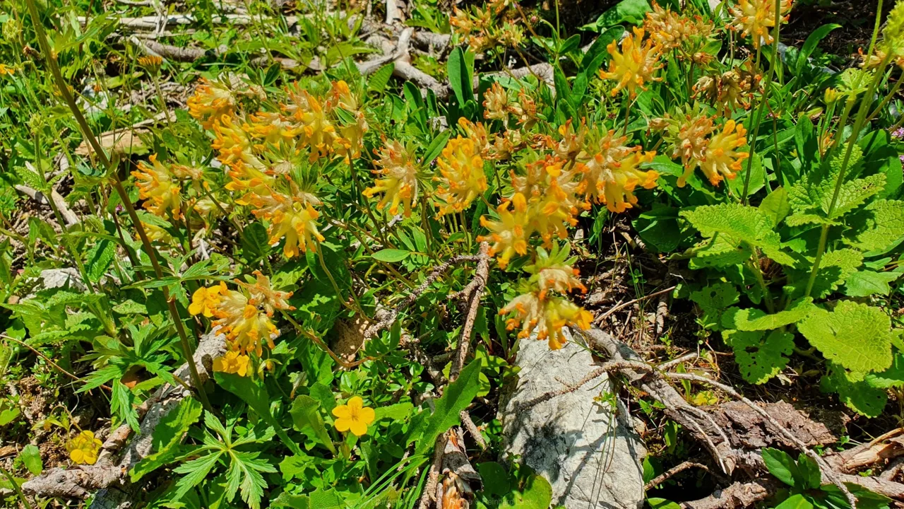 Echter Wundklee (Anthyllis vulneraria)