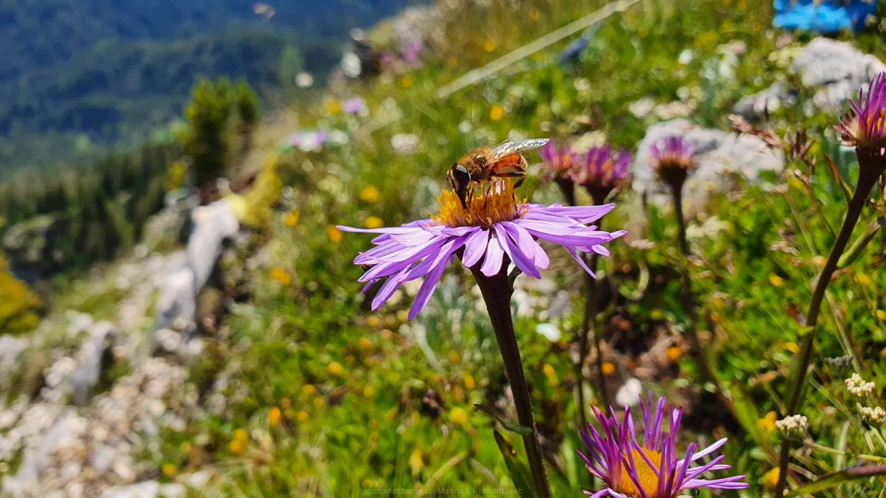 Berg-Aster (Aster amellus)
