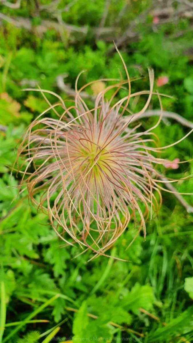 Samenstand der Alpen-Küchenschelle (Pulsatilla alpina