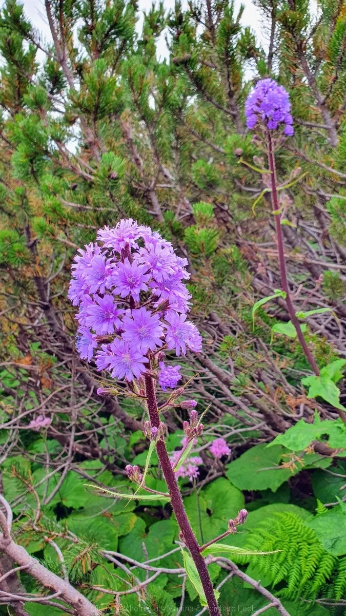 Alpen-Milchlattich (Cicerbita alpina)