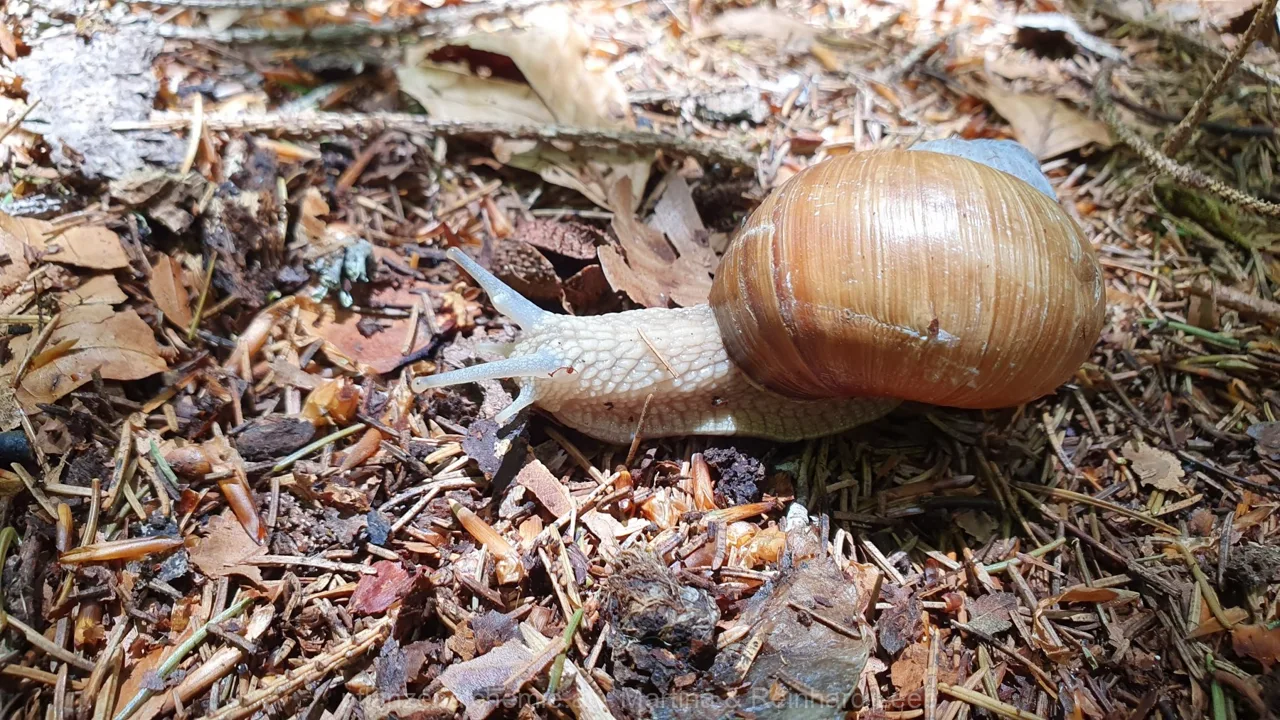 Die verfolgte Weinbergschnecke