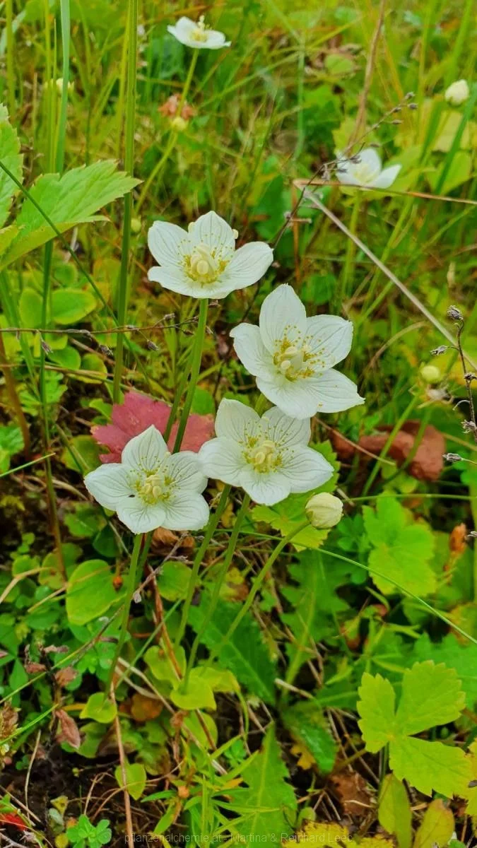 Sumpf-Herzblatt (Parnassia palustris)
