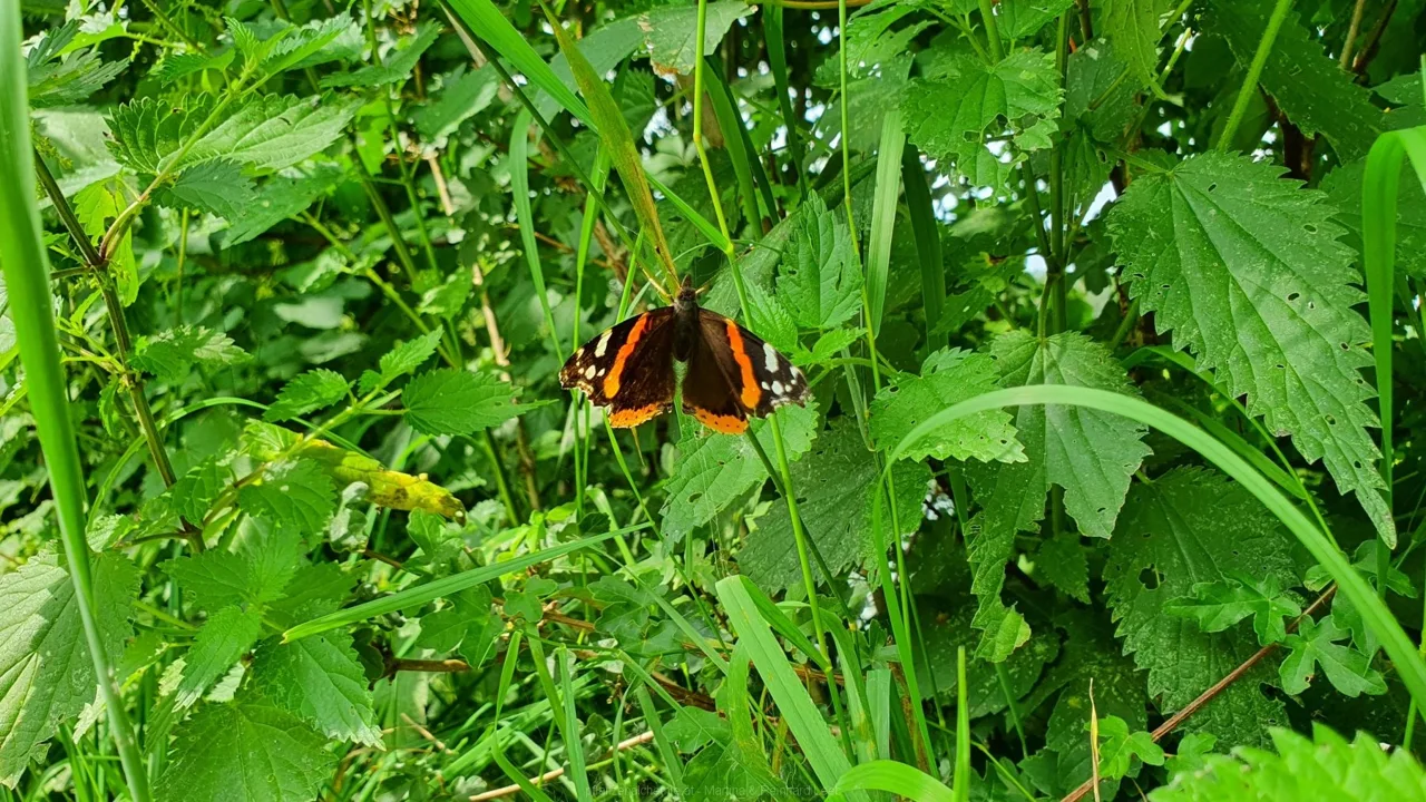 Admiral (Vanessa atalanta)