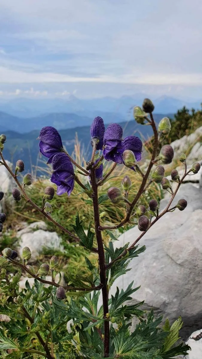 Blauer Eisenhut (Aconitum napellus)