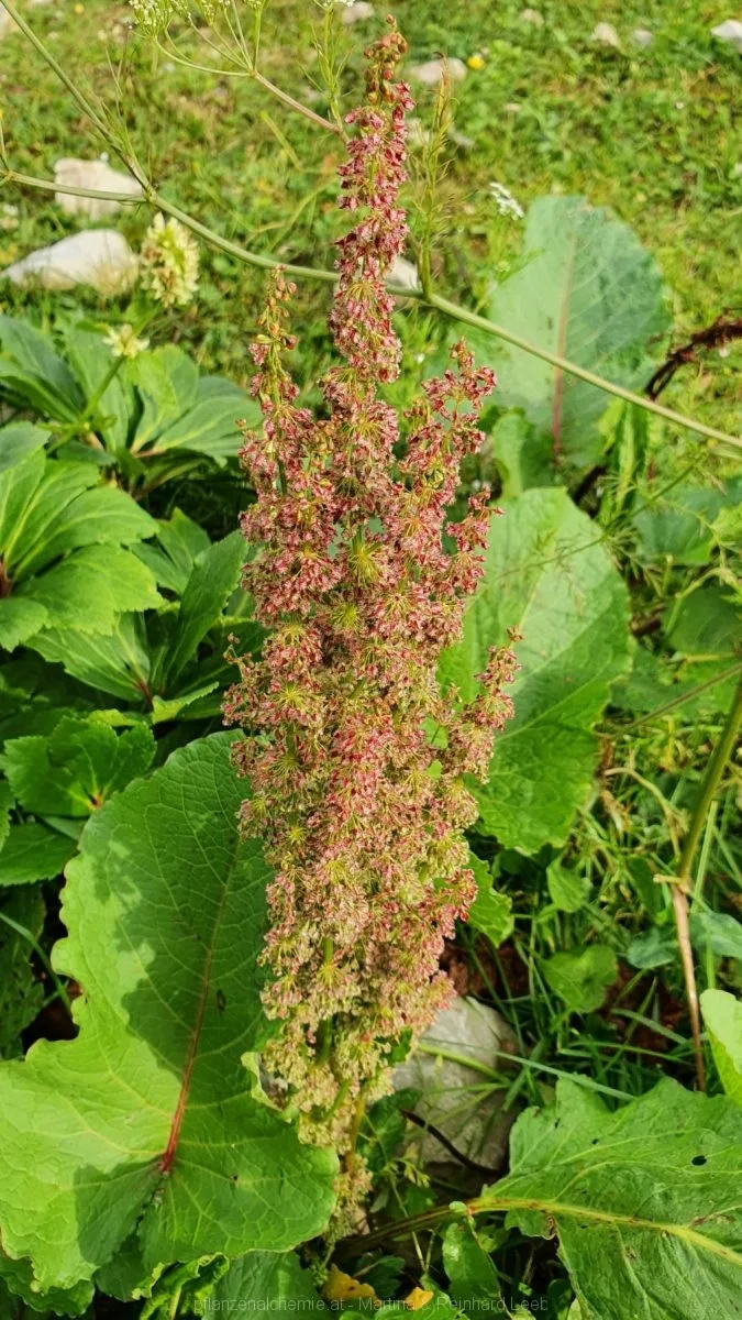 Gebirgs-Sauerampfer (Rumex alpestris)