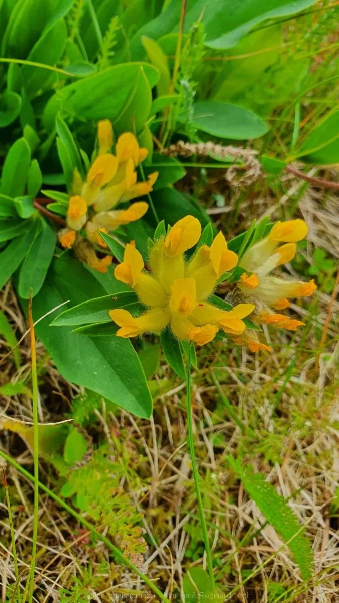 Wundklee (Anthyllis vulneraria)