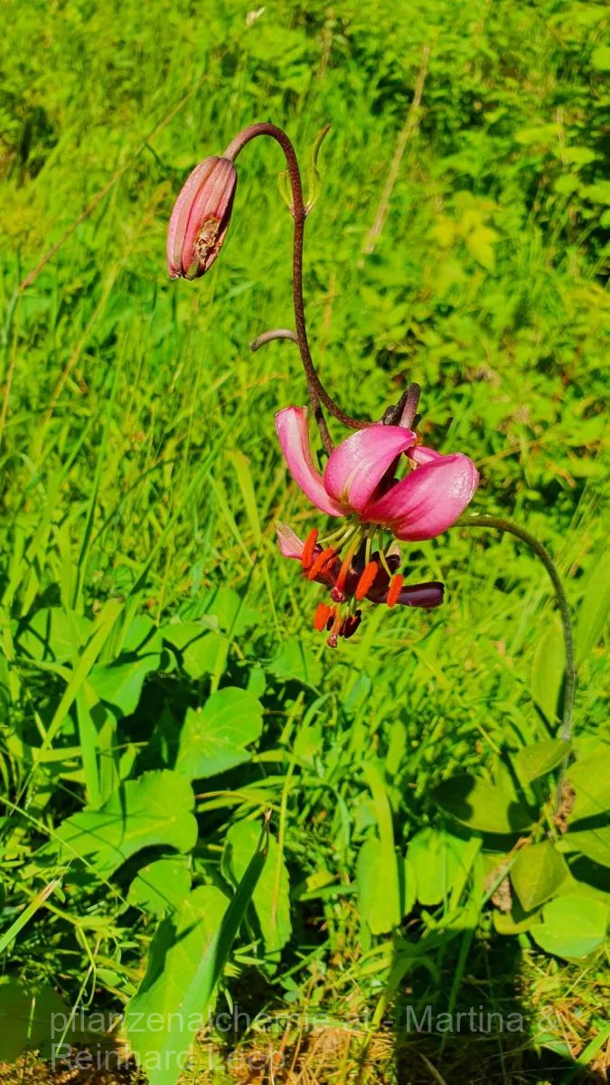 Türkenbundlilie (Lilium martagon)