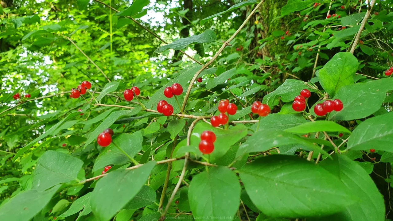 Rote oder Gewöhnliche Heckenkirsche (Lonicera xylosteum)
