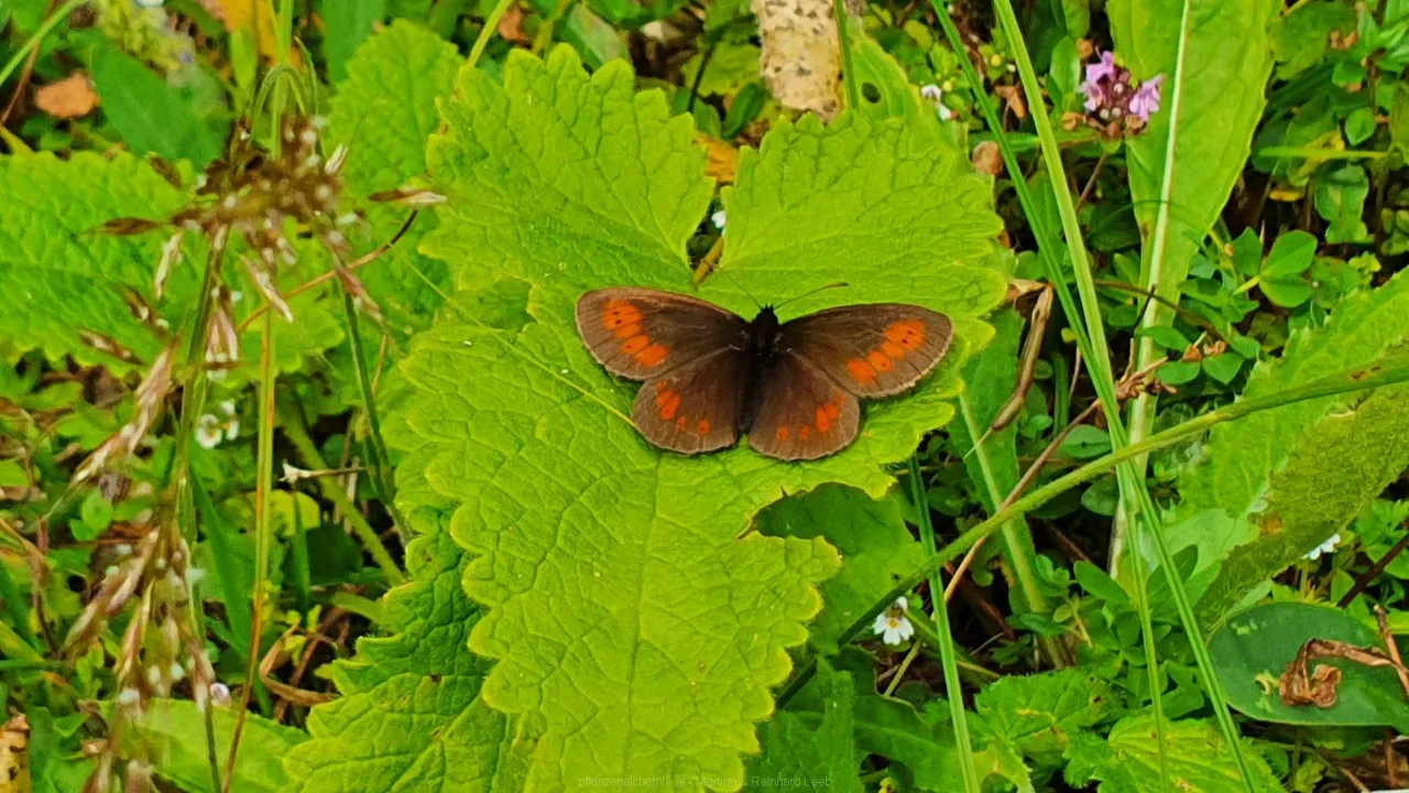 Kleiner Mohrenfalter (Erebia melampus)