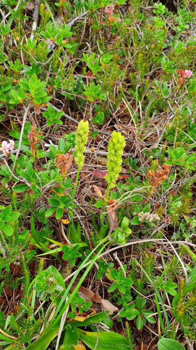 Gewöhnliche Simsenlilie (Tofieldia calyculata)