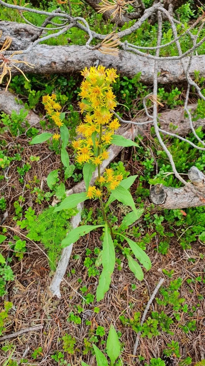 Gewöhnliche Goldrute (Solidago virgaurea)