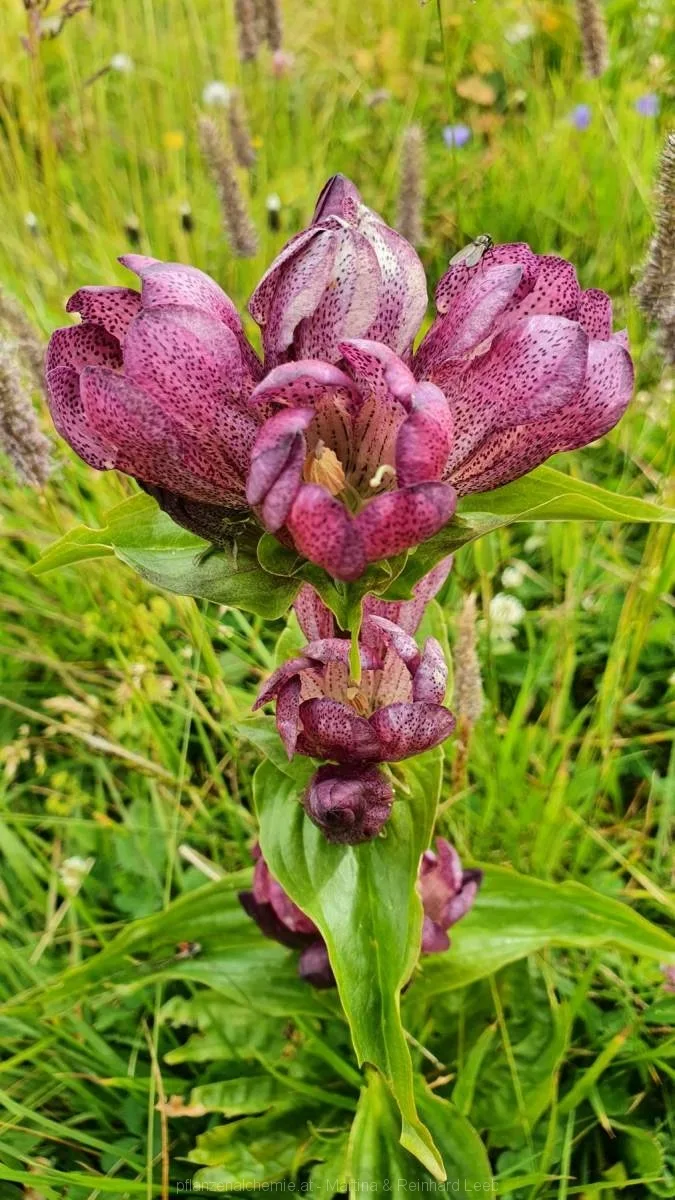 Ostalpen-Enzian (Gentiana pannonica)