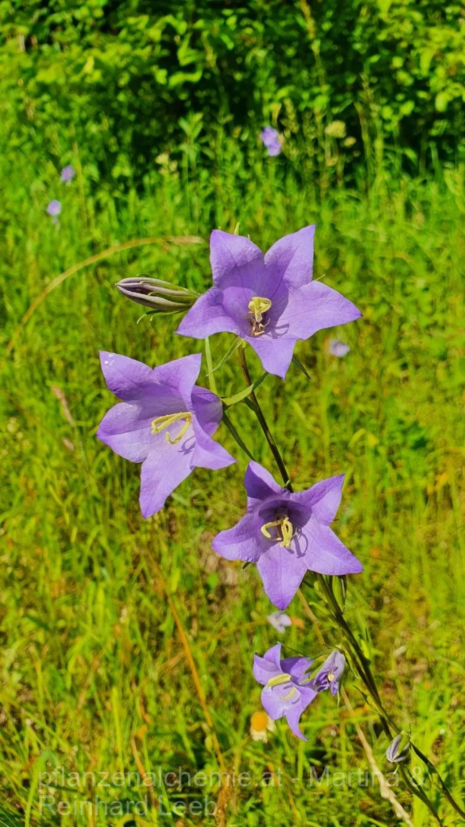 Pfirsichblättrige Glockenblume (Campanula persicifolia)