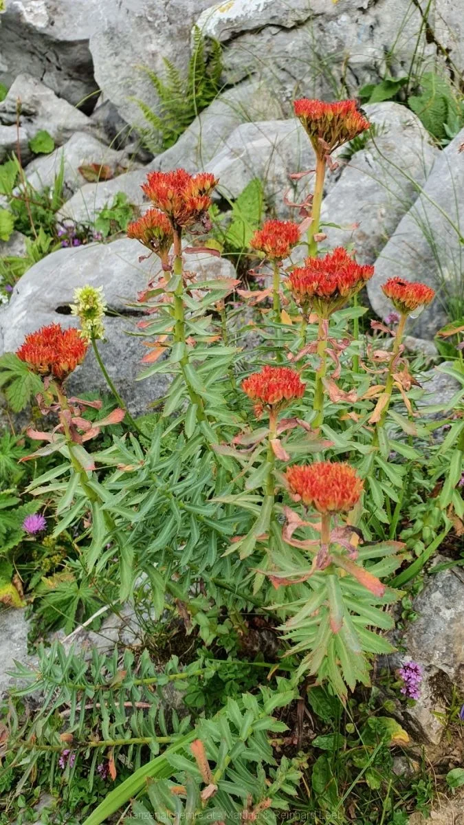 Rosenwurz (Rhodiola rosea)