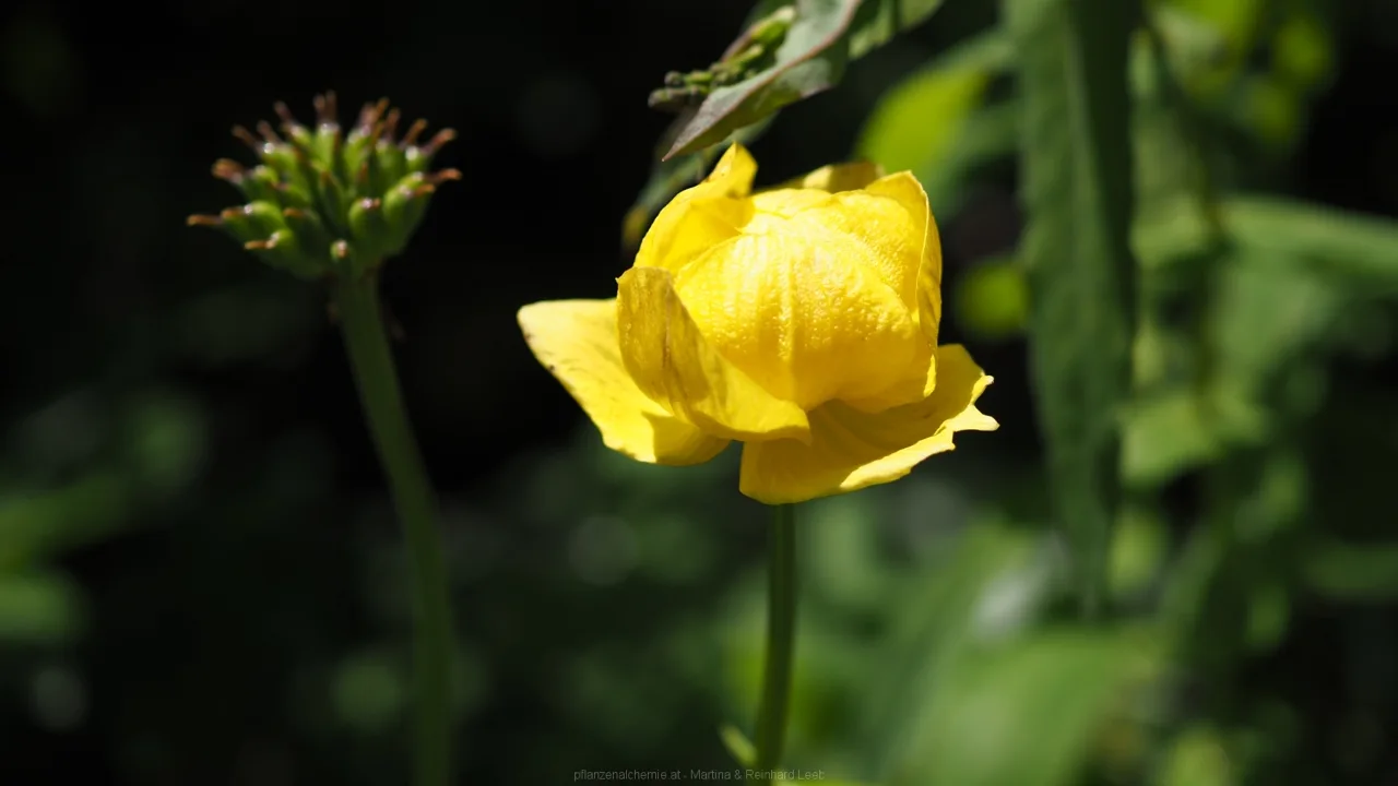 Trollblume