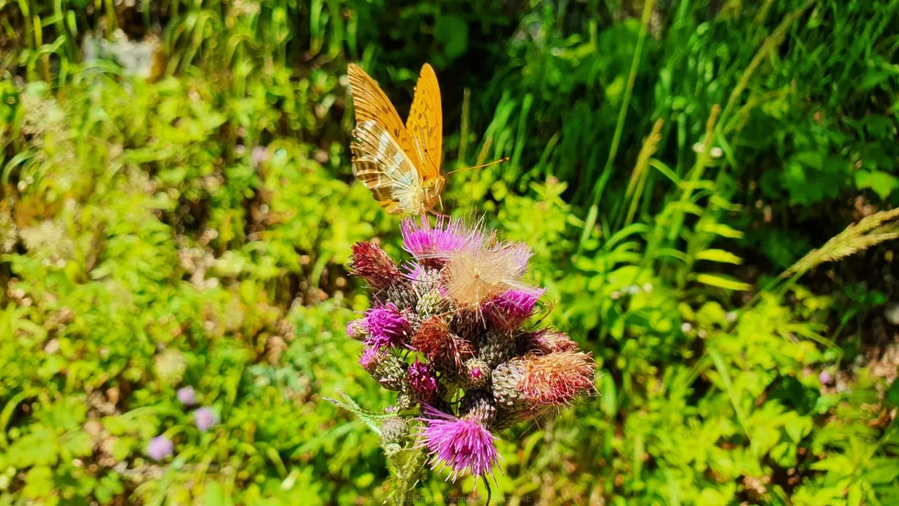 Bodenwies 8.8.2020 – Aufnahme 53
