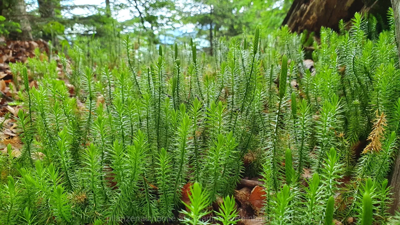 Sprossender Bärlapp (Lycopodium annotinum)