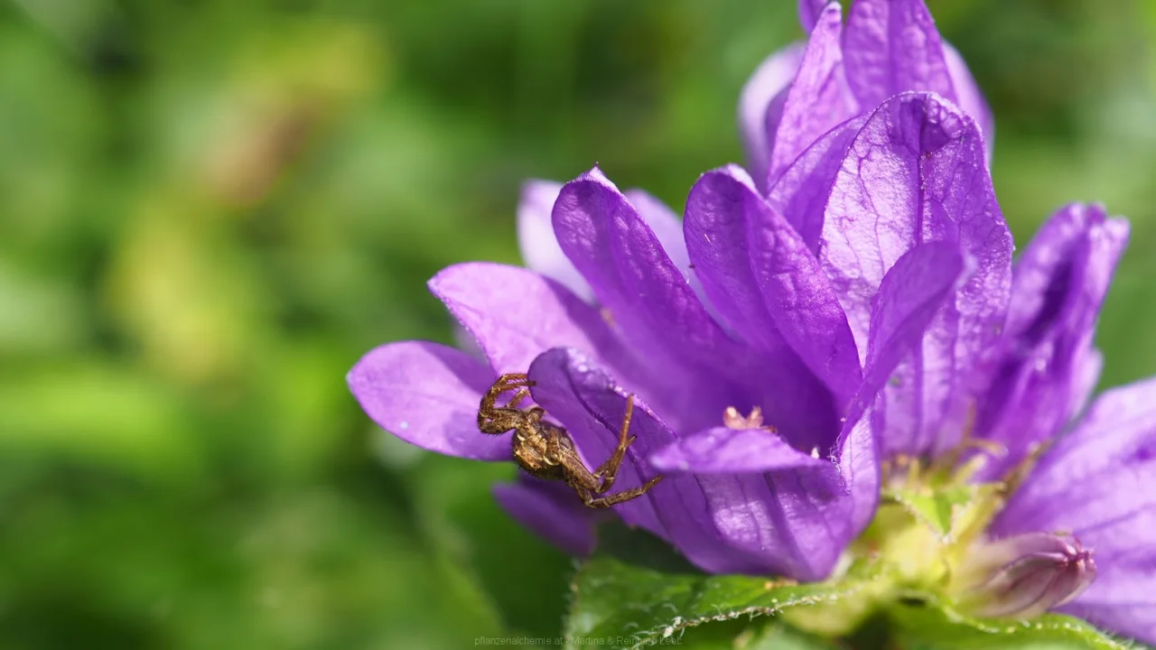 Knäuel-Glockenblume mit Spinne