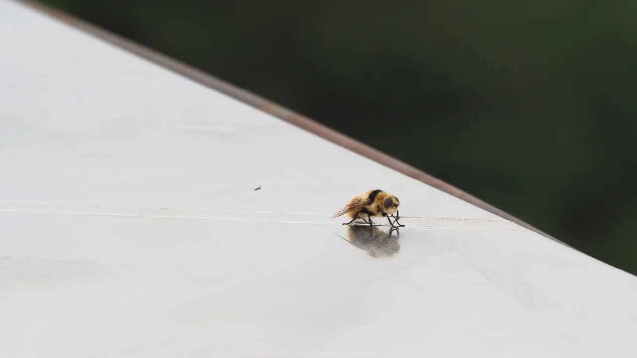 Hummelschwebfliege am Aussichtsturm
