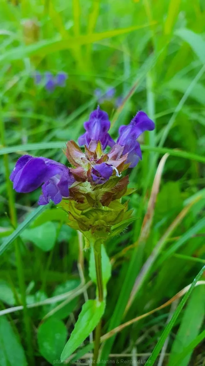 großblütige Braunelle (Prunella grandiflora)