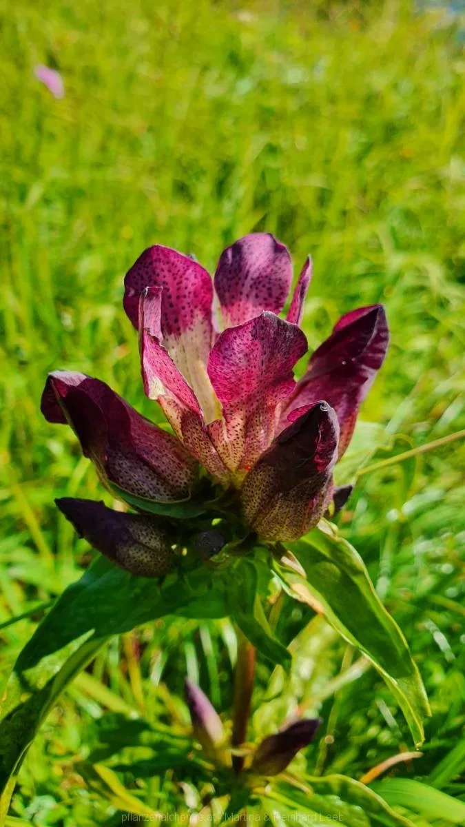 Bodenwies 8.8.2020 – Aufnahme 35