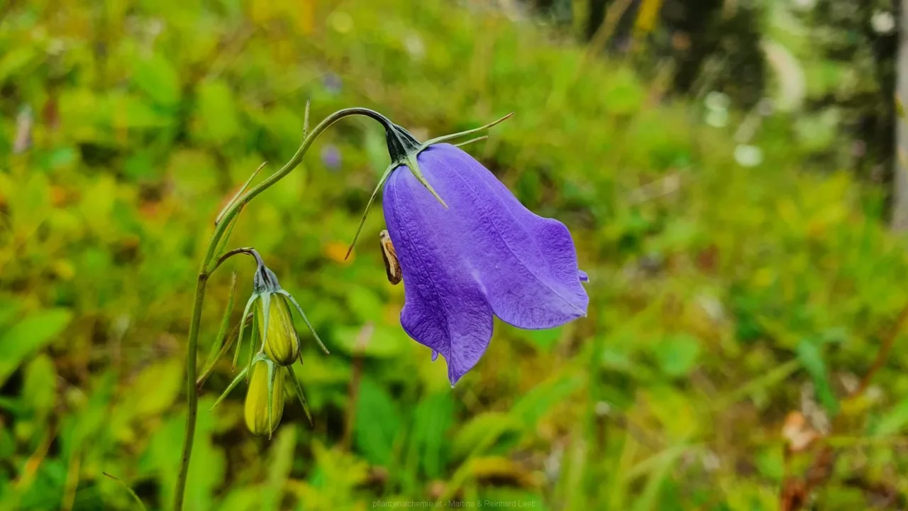 Eine Glockenblume (Campanula sp.)