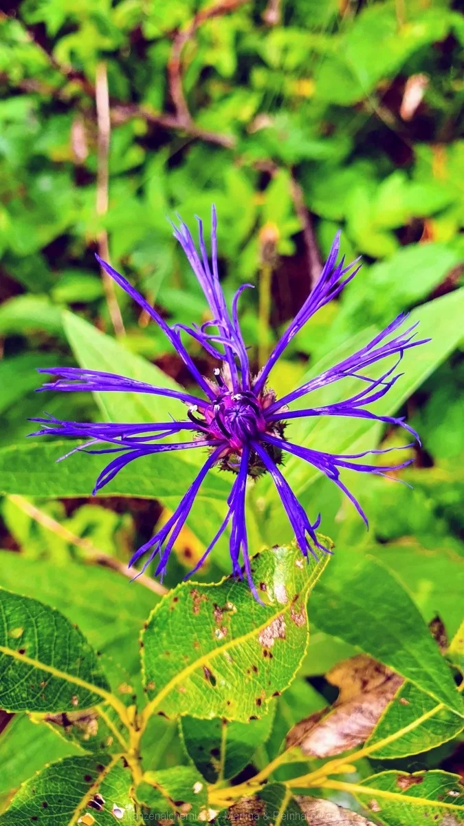 Berg-Flockenblume (Centaurea montana)