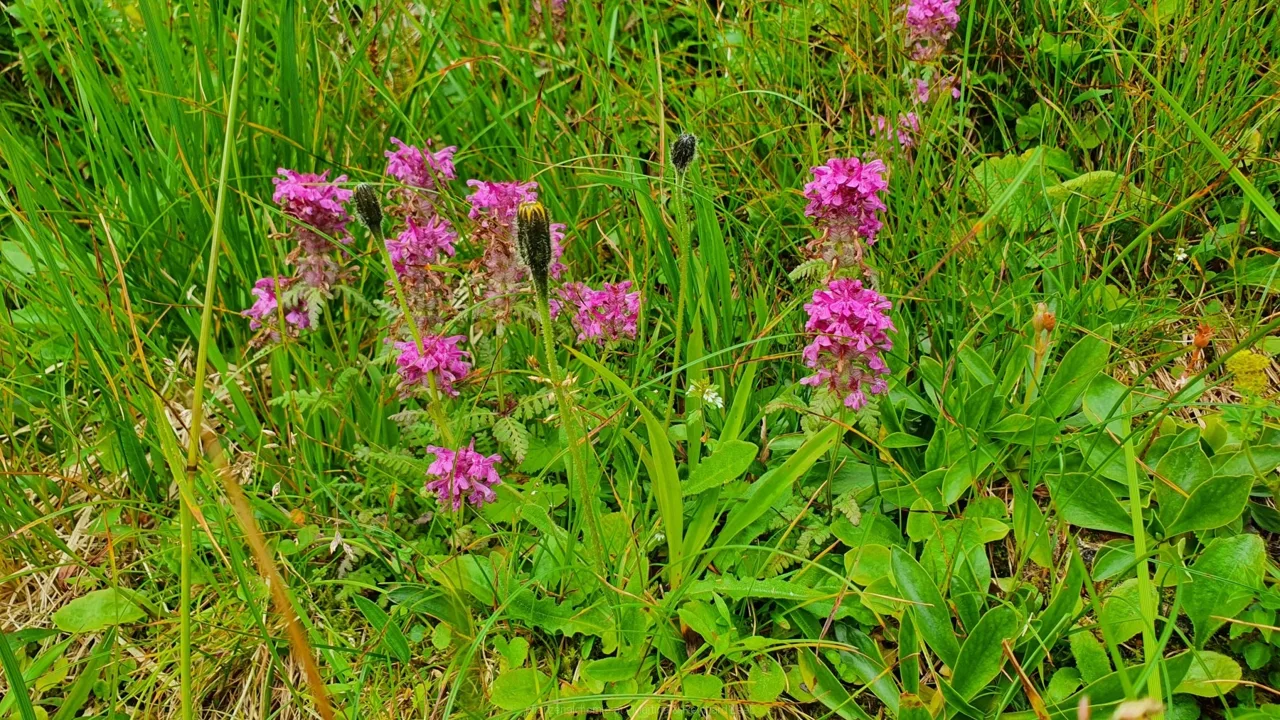 Quirlblättrige Läusekraut (Pedicularis verticillata)