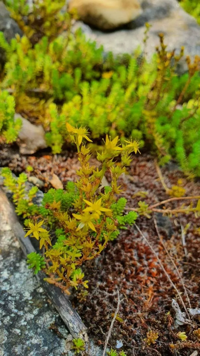 Scharfer Mauerpfeffer (Sedum acre)
