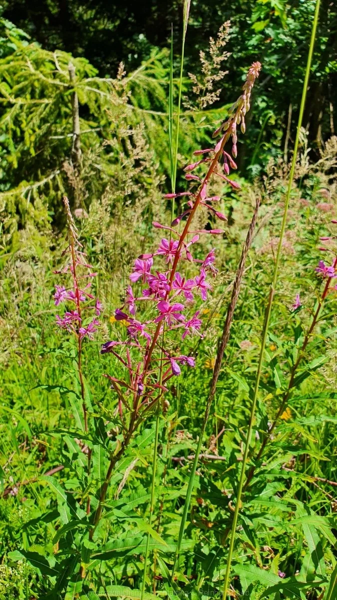 Bodenwies 8.8.2020 – Aufnahme 52